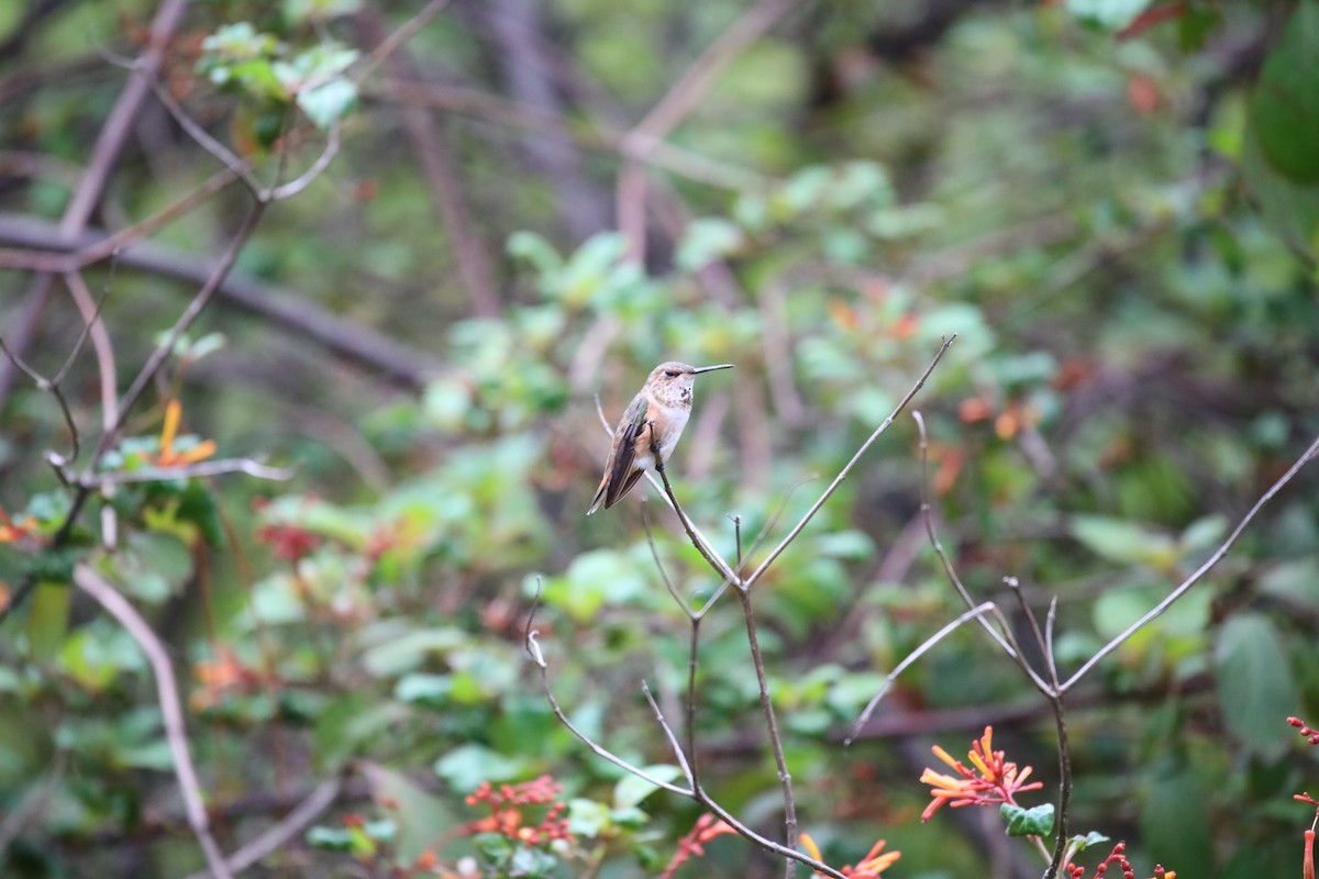 Rufous Hummingbird - ML643587287