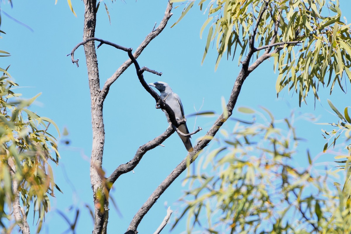 Black-faced Cuckooshrike - ML643587295