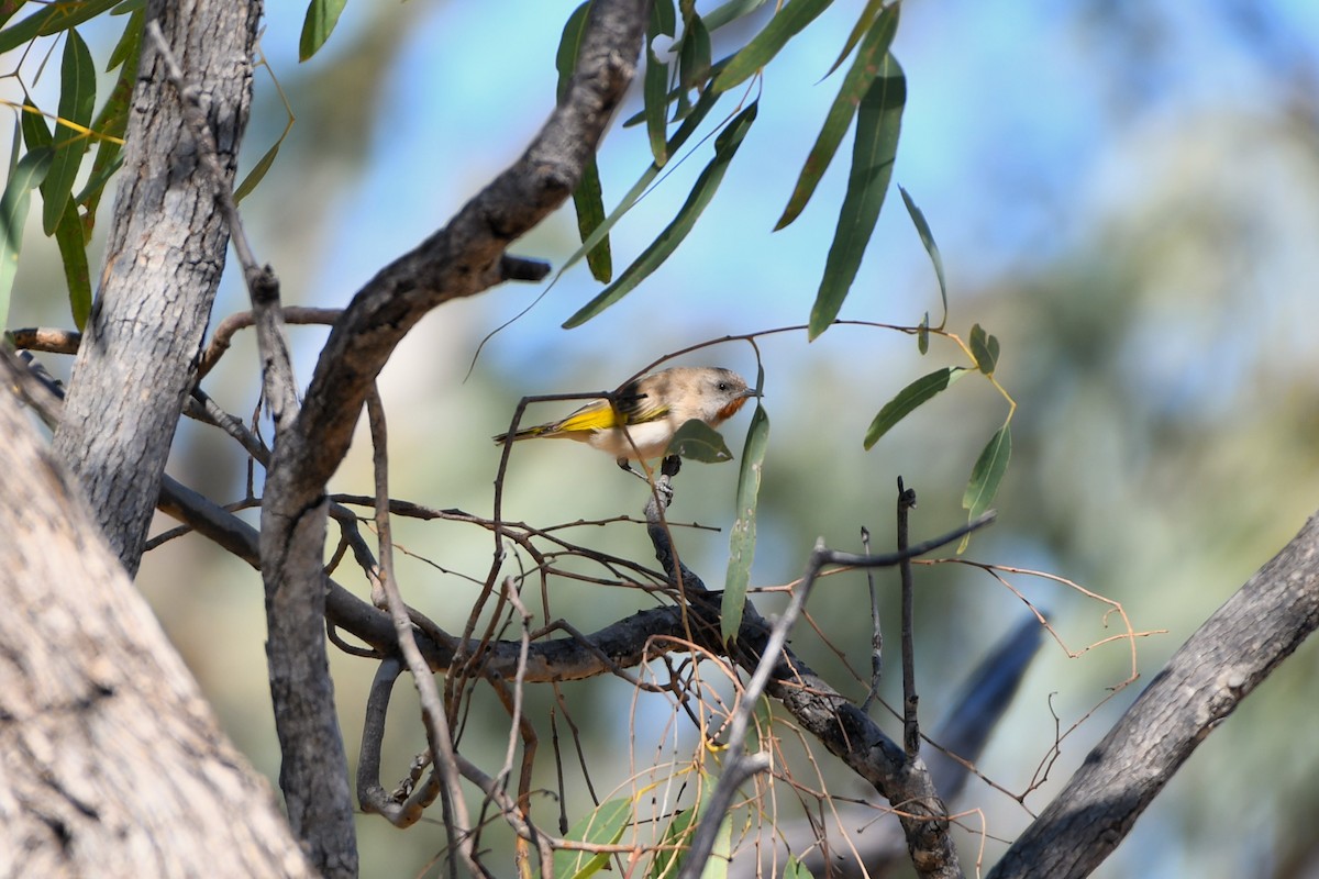 Rufous-throated Honeyeater - ML643587305