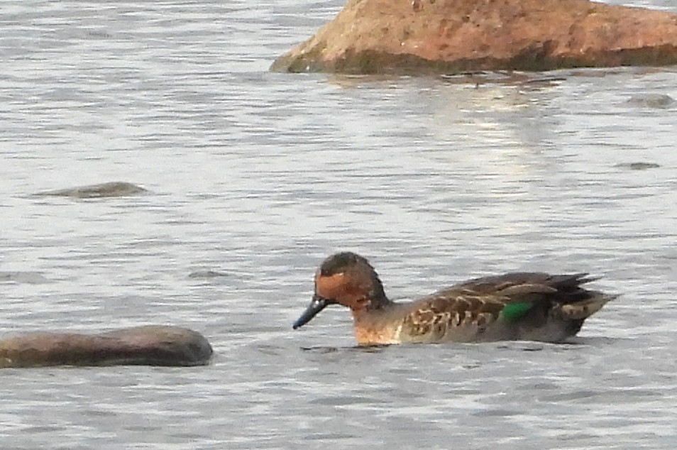 Green-winged Teal - ML643587315