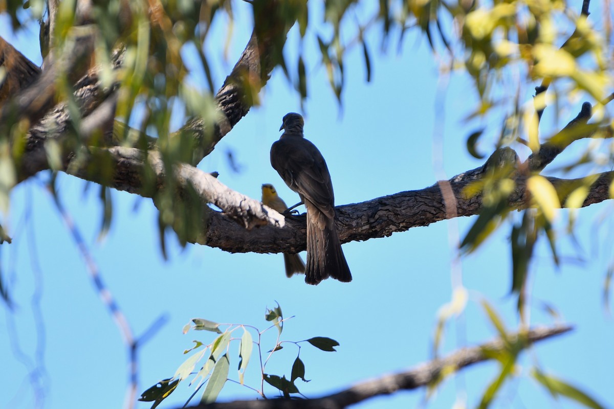 Yellow-tinted Honeyeater - ML643587329