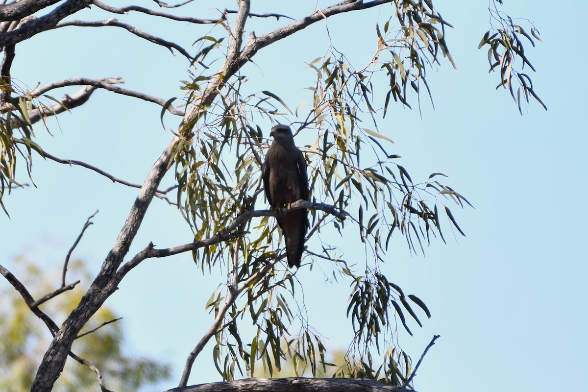 דיה שחורה (מערבית) - ML643587346