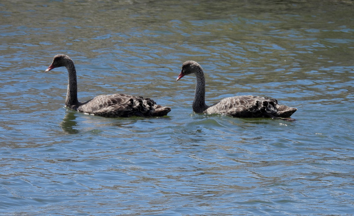 Black Swan - ML643587347