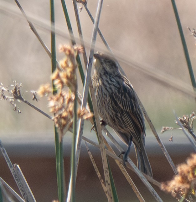 Yellow-winged Blackbird - ML643587349