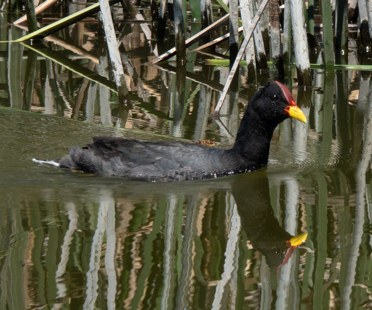 Red-fronted Coot - ML643587358