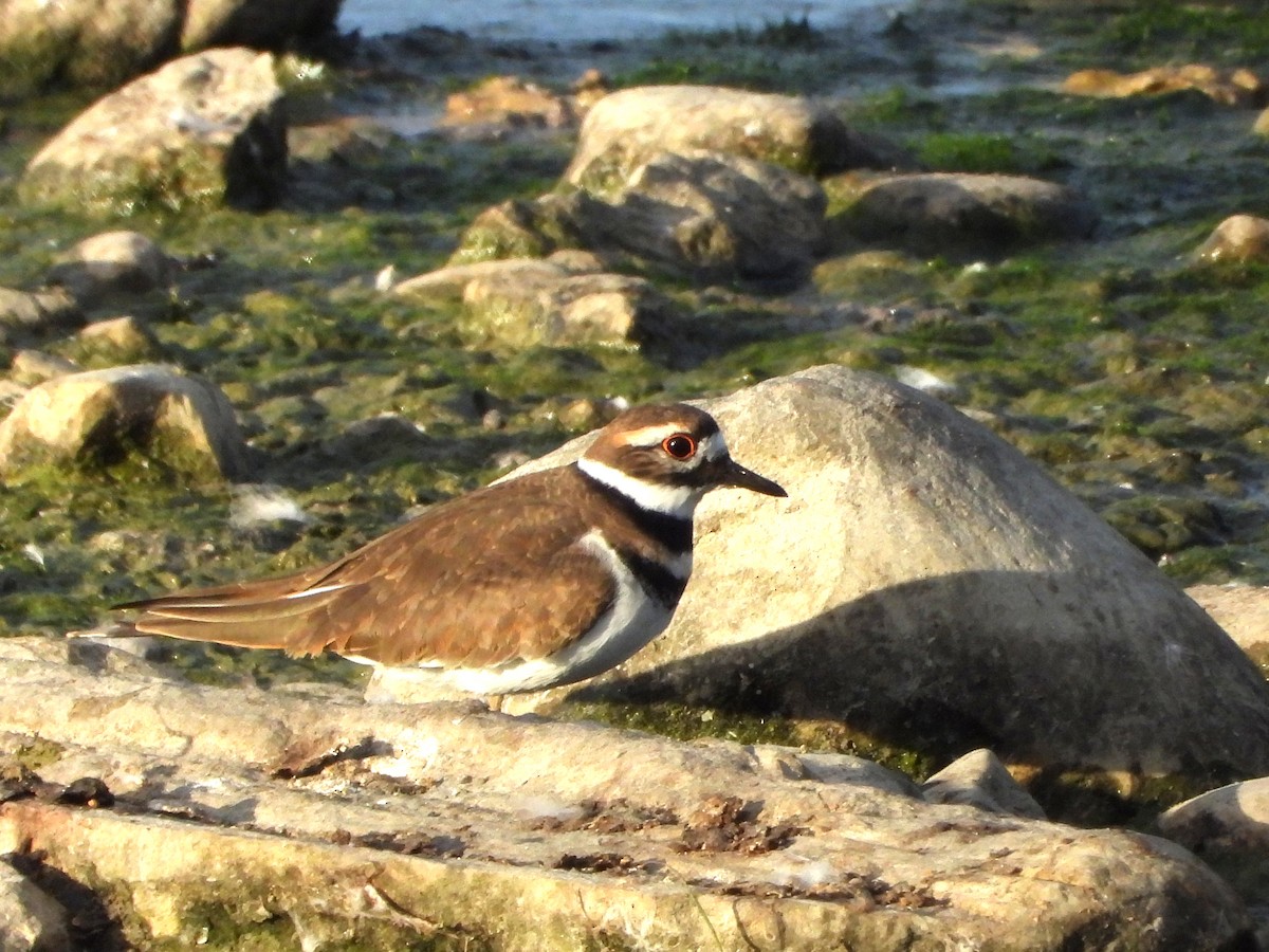 Killdeer - ML643587359