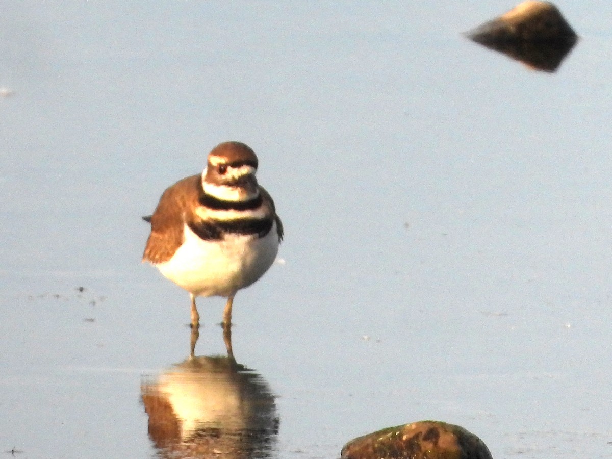 Killdeer - ML643587360