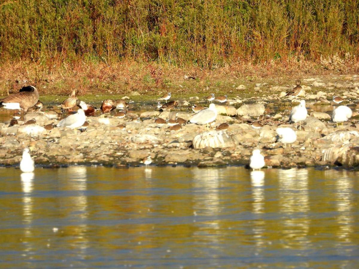 Killdeer - ML643587361