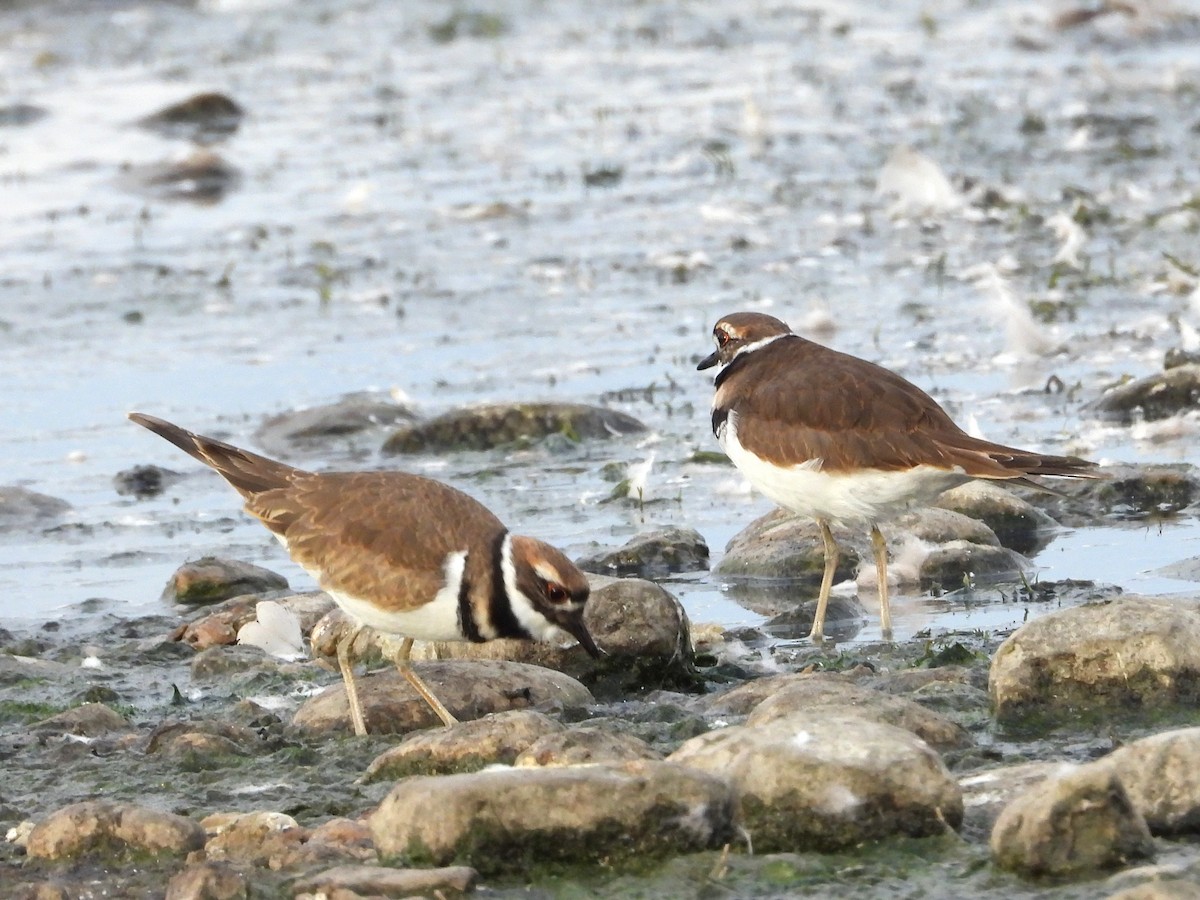 Killdeer - ML643587376