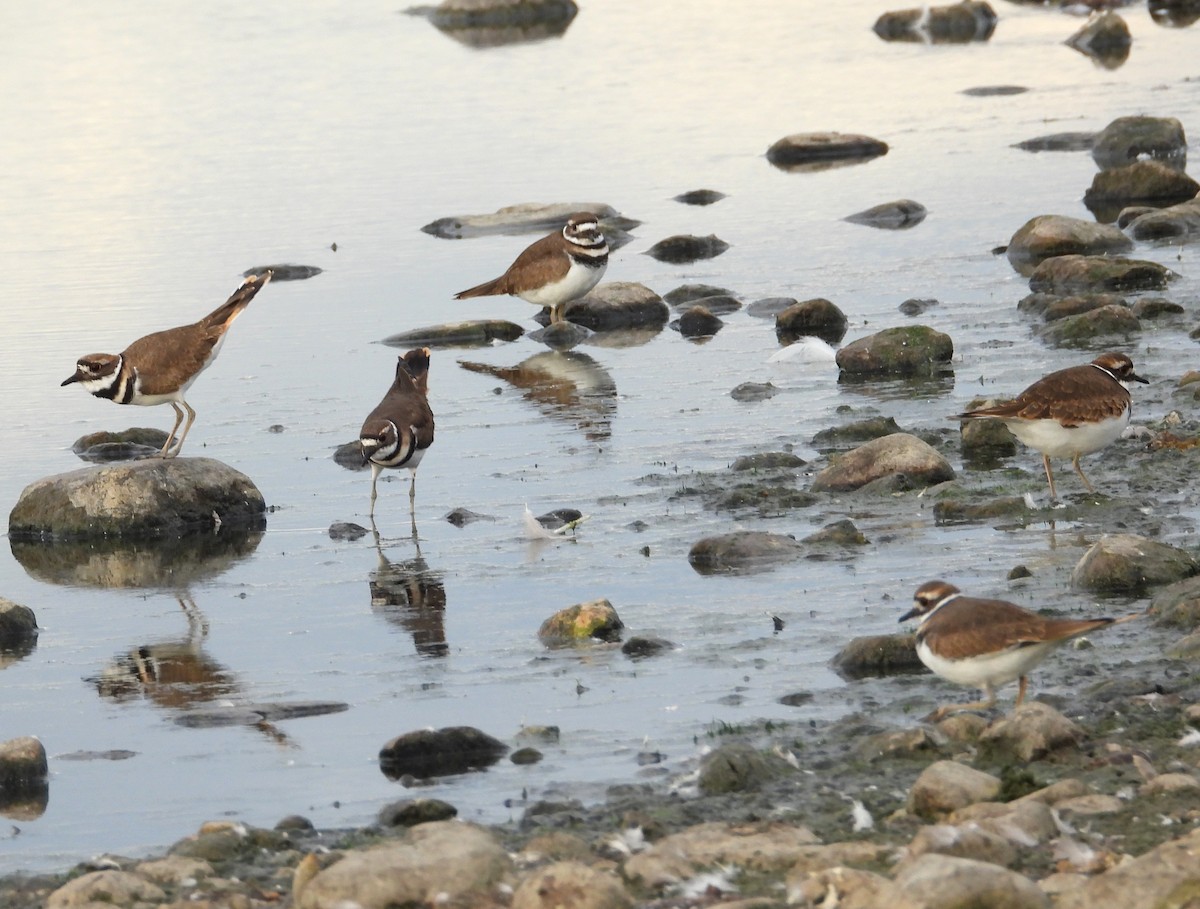 Killdeer - ML643587377