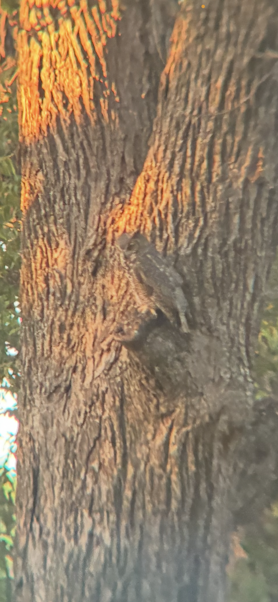Great Horned Owl - ML643587400