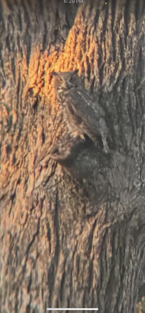 Great Horned Owl - ML643587413