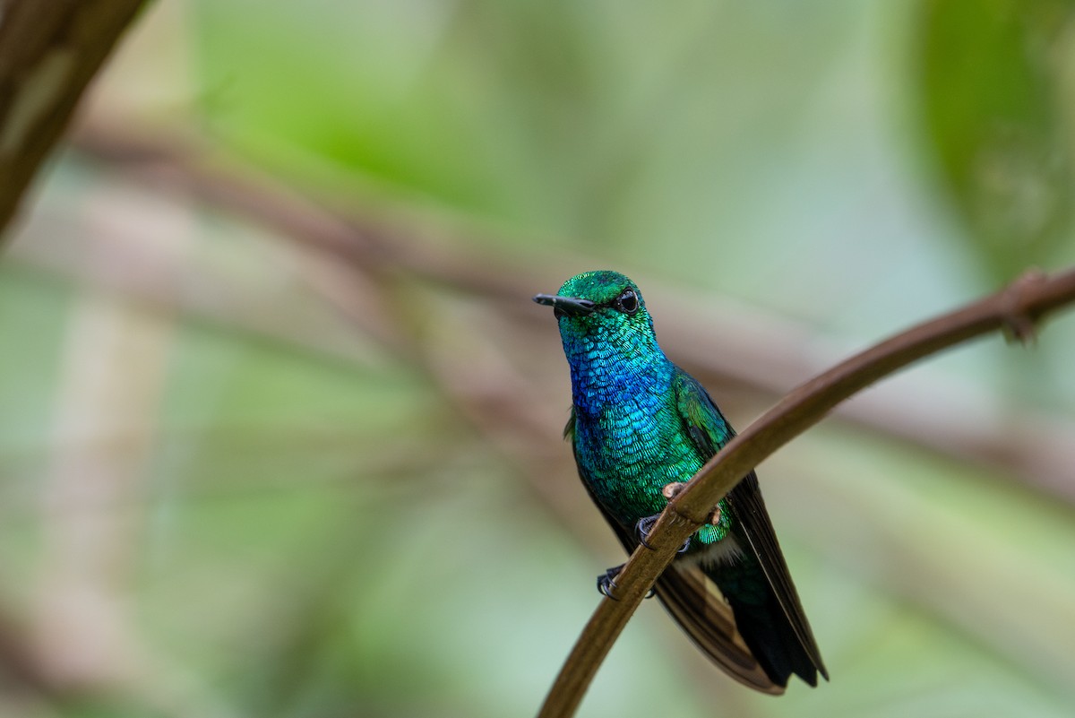 Blue-tailed Emerald - ML643587418