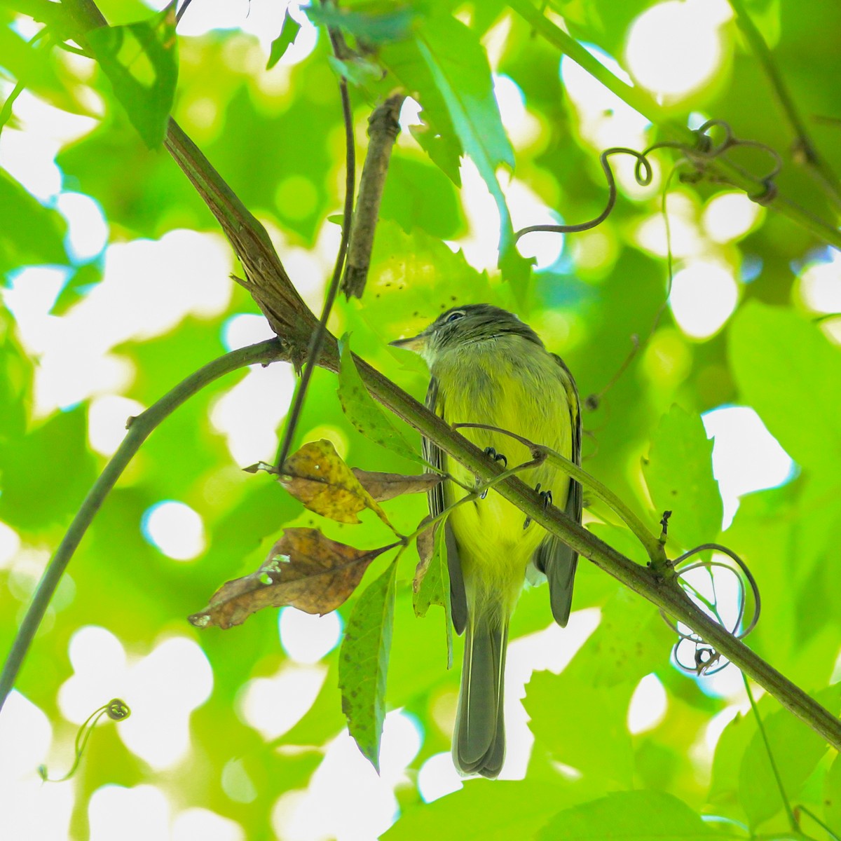 Greenish Elaenia - ML643587431