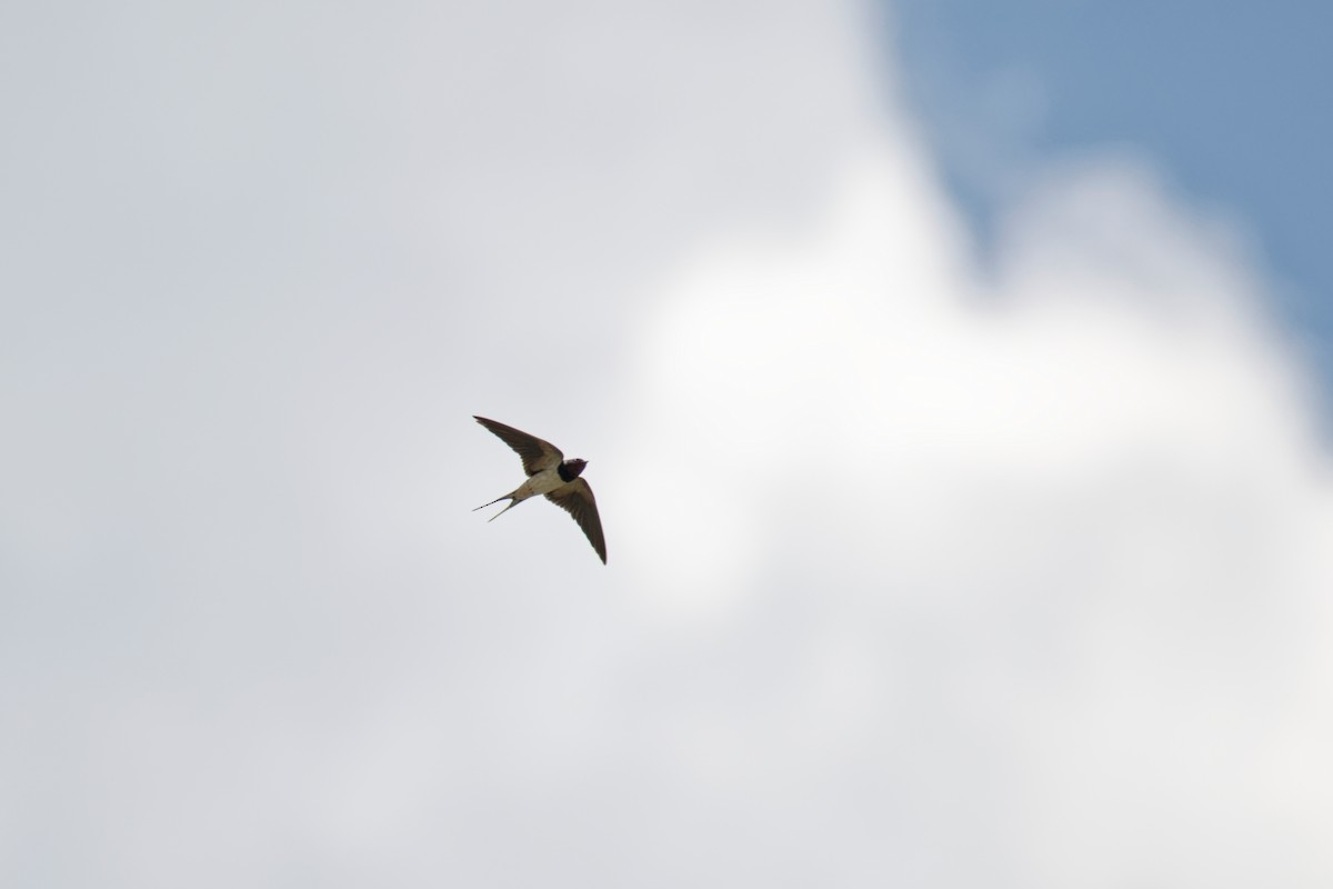 Barn Swallow - ML643587456