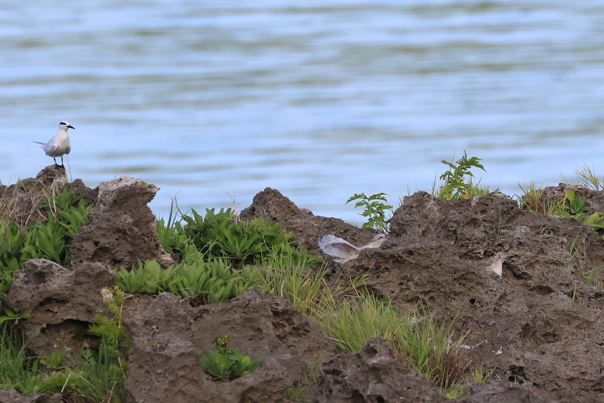 Black-naped Tern - ML643587460