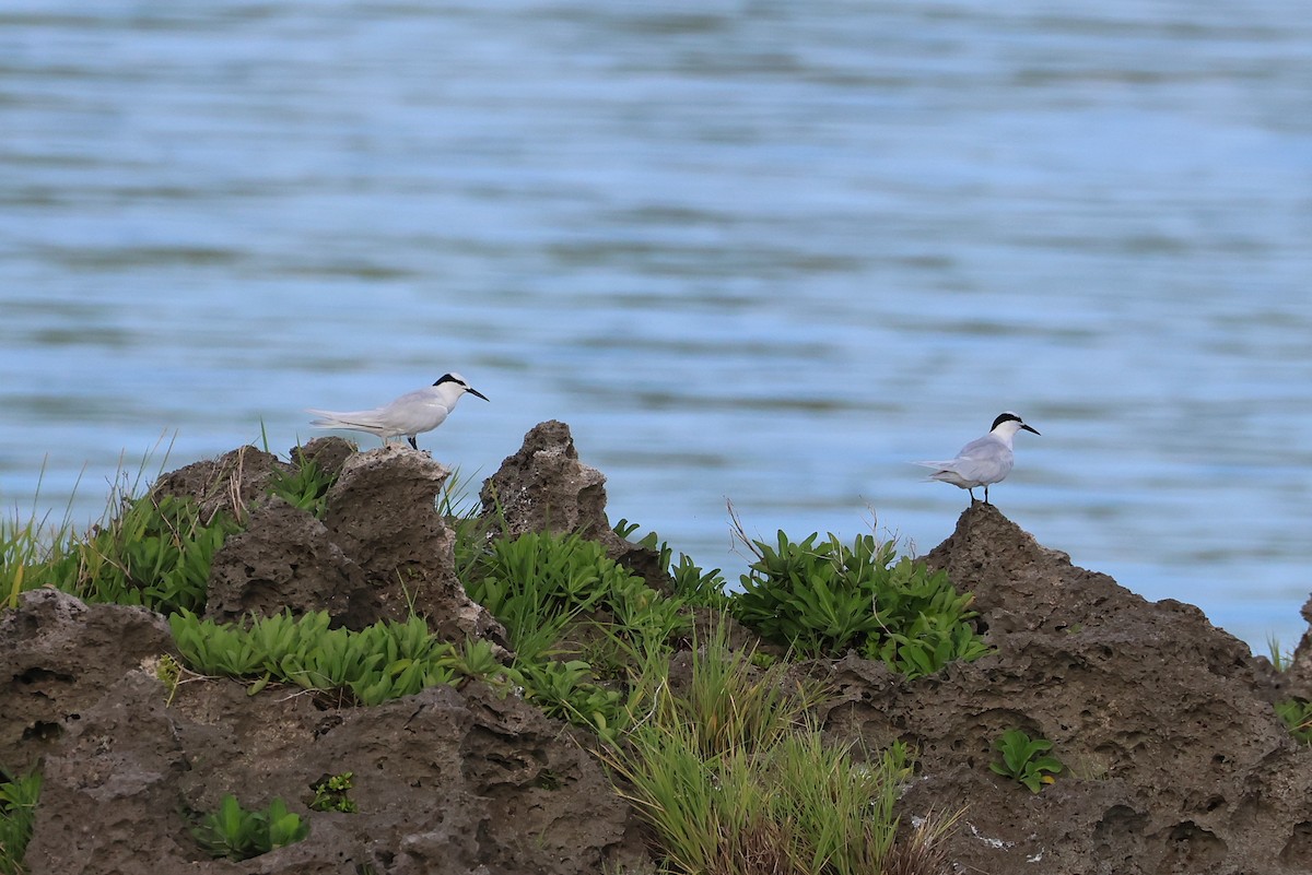 rybák bělotemenný - ML643587461