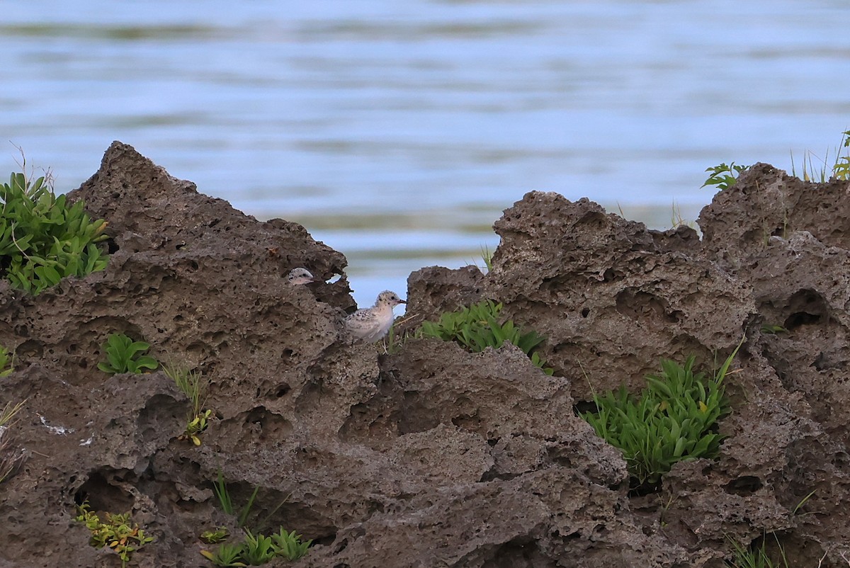 rybák bělotemenný - ML643587462