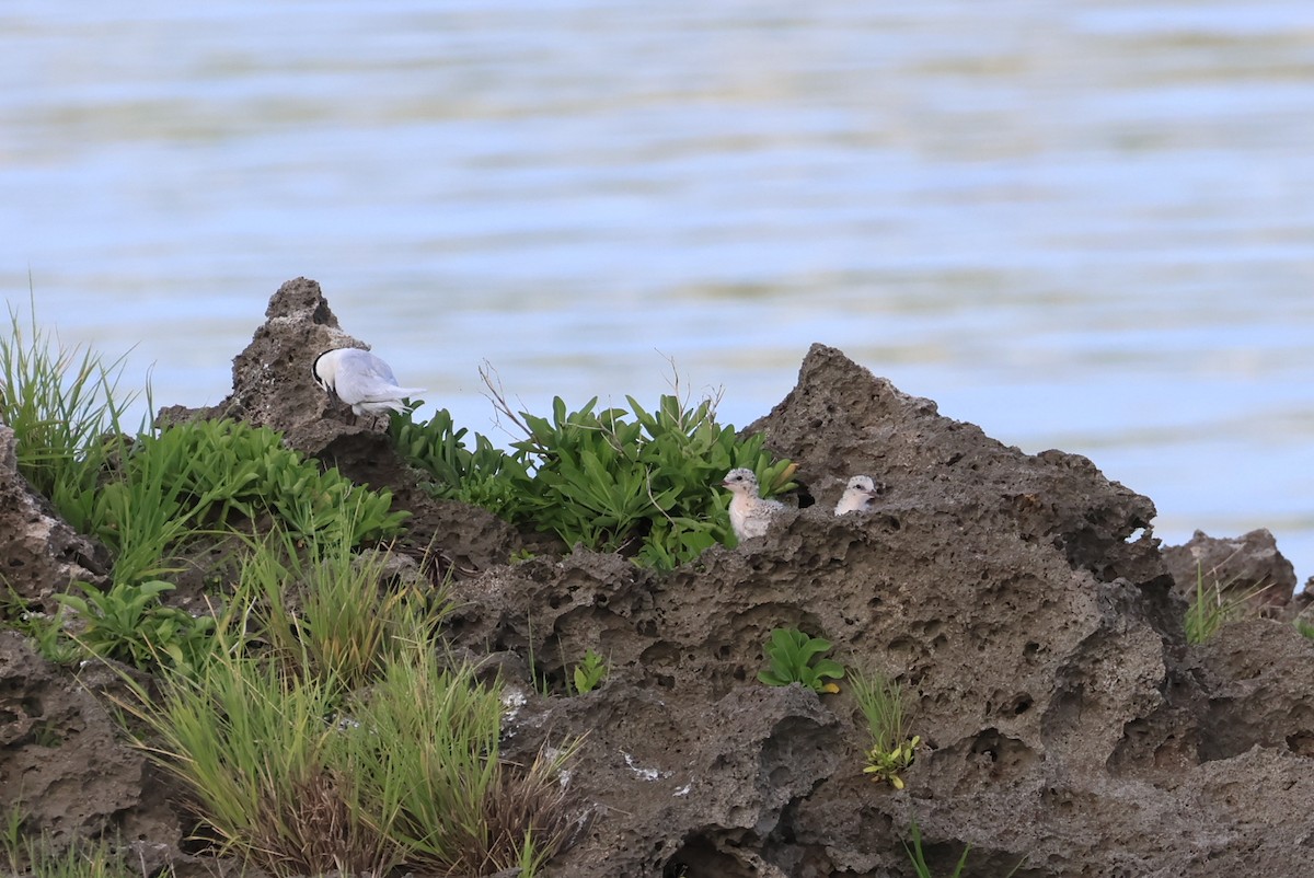 rybák bělotemenný - ML643587463