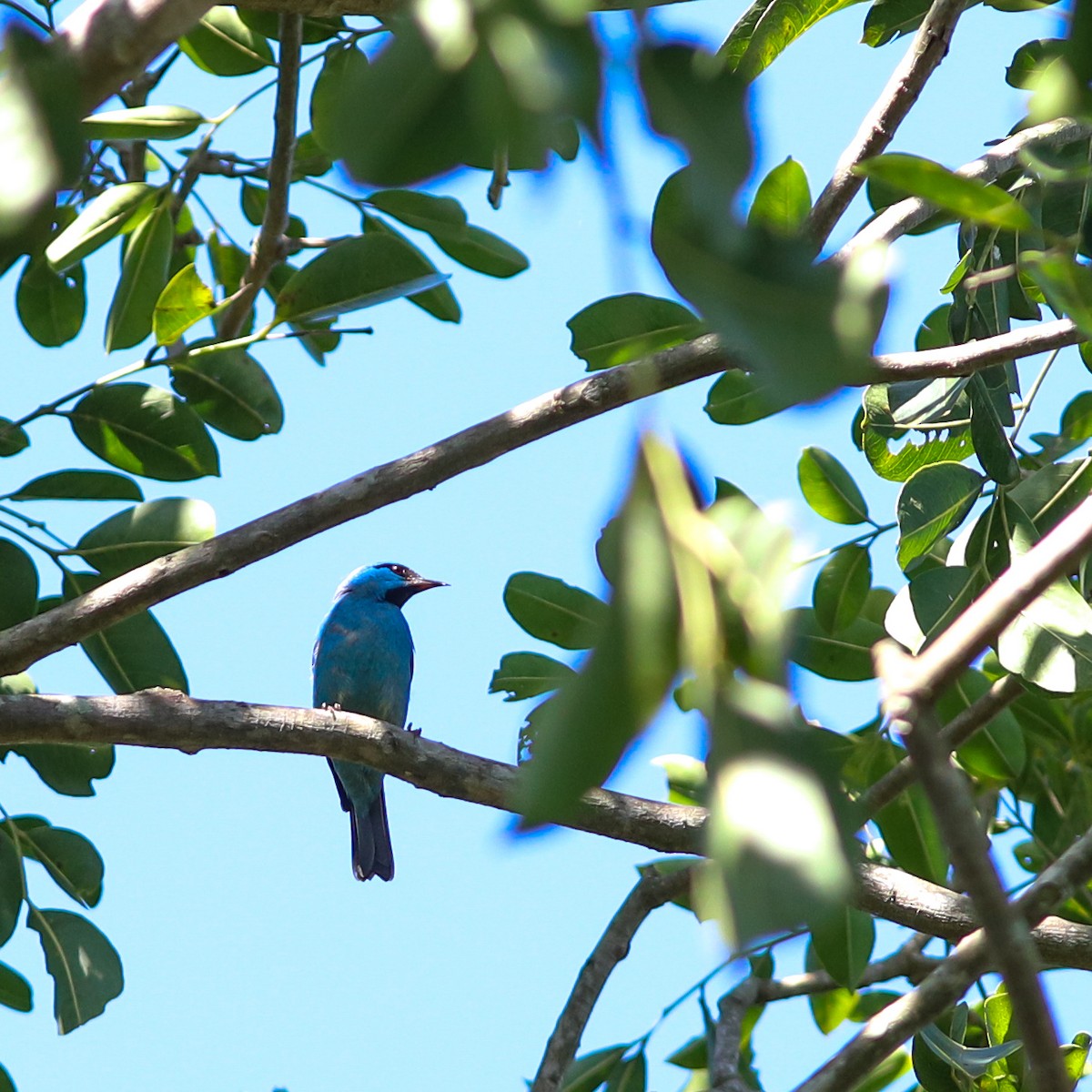 Blaukopfpitpit - ML643587468