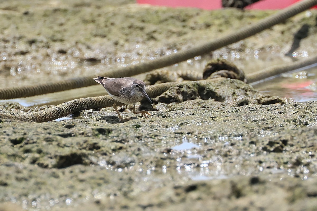 Gray-tailed Tattler - ML643587476