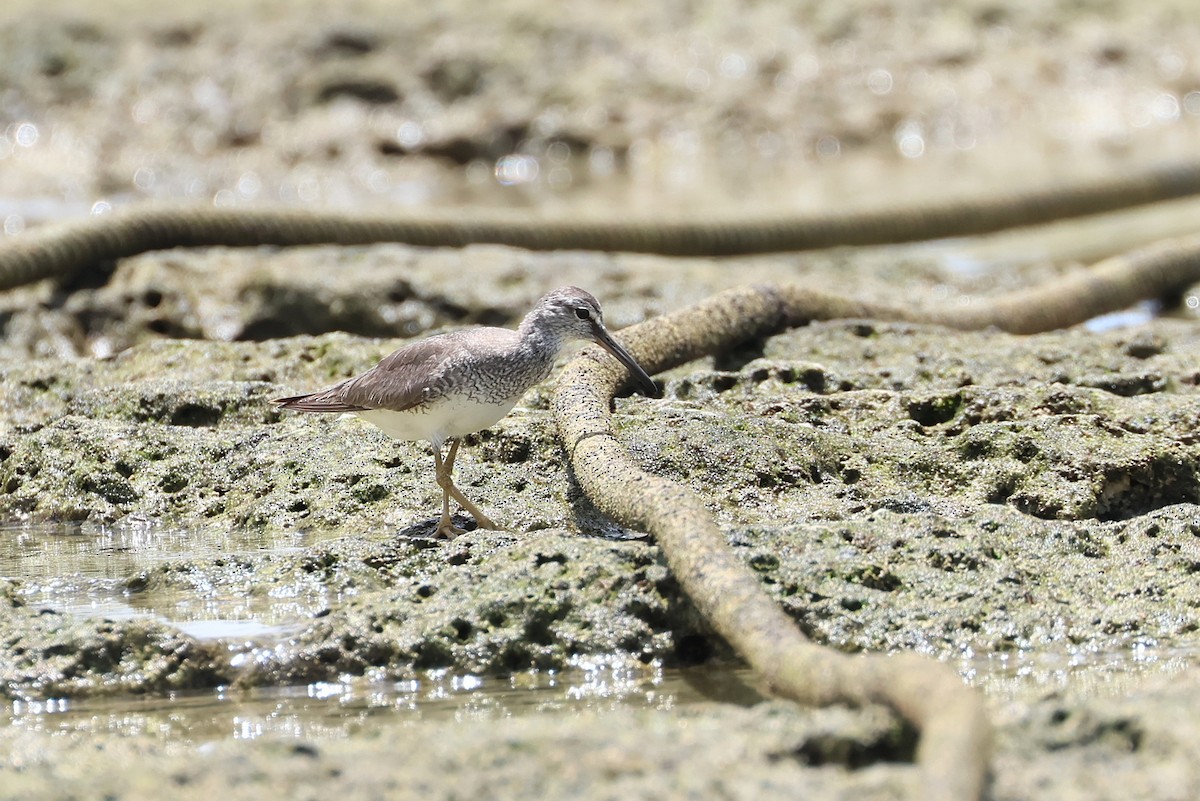 Gray-tailed Tattler - ML643587478