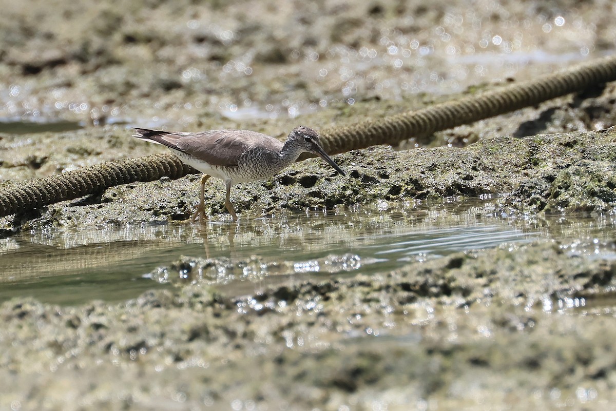 Gray-tailed Tattler - ML643587479