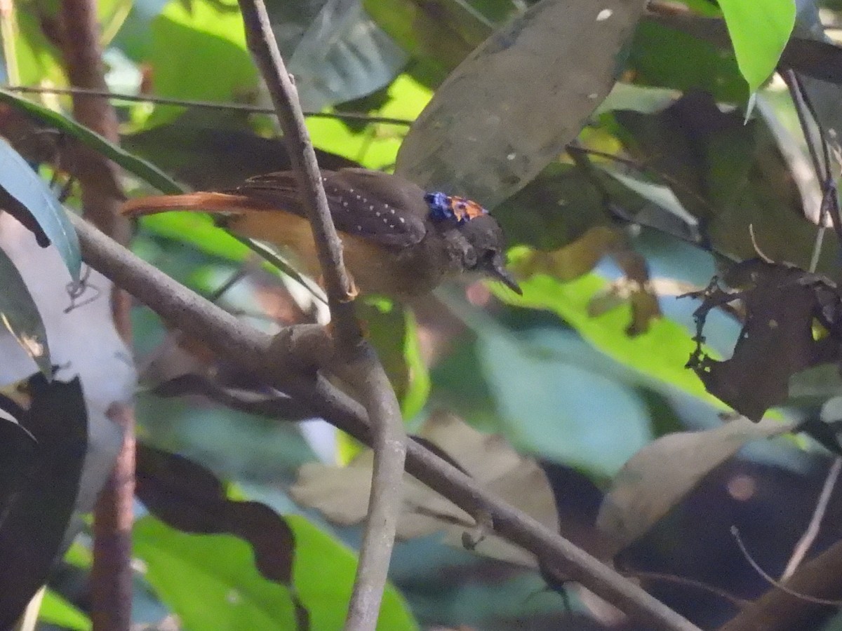 Tropical Royal Flycatcher (Amazonian) - ML643587484