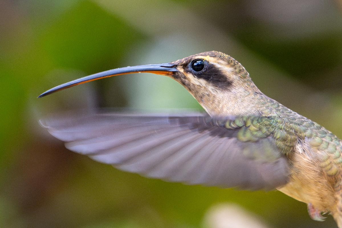 Great-billed Hermit - ML643587485