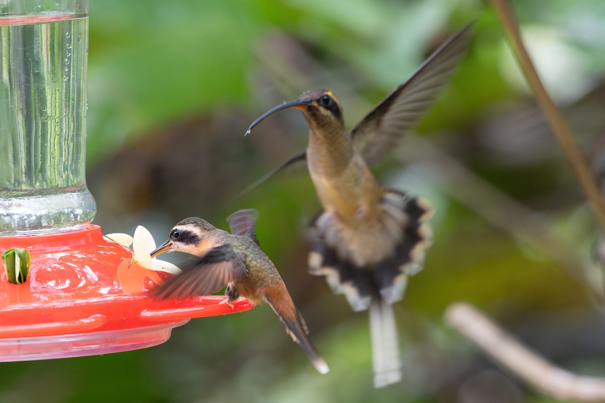 Great-billed Hermit - ML643587486