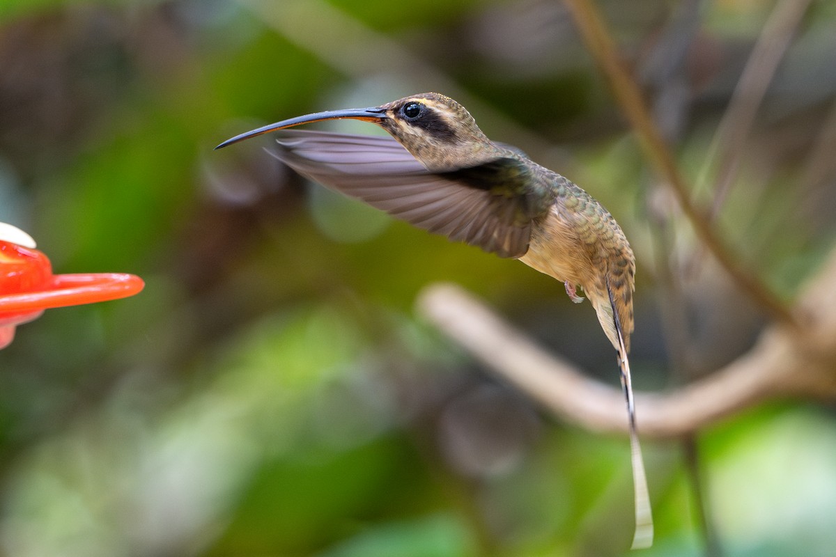Great-billed Hermit - ML643587487