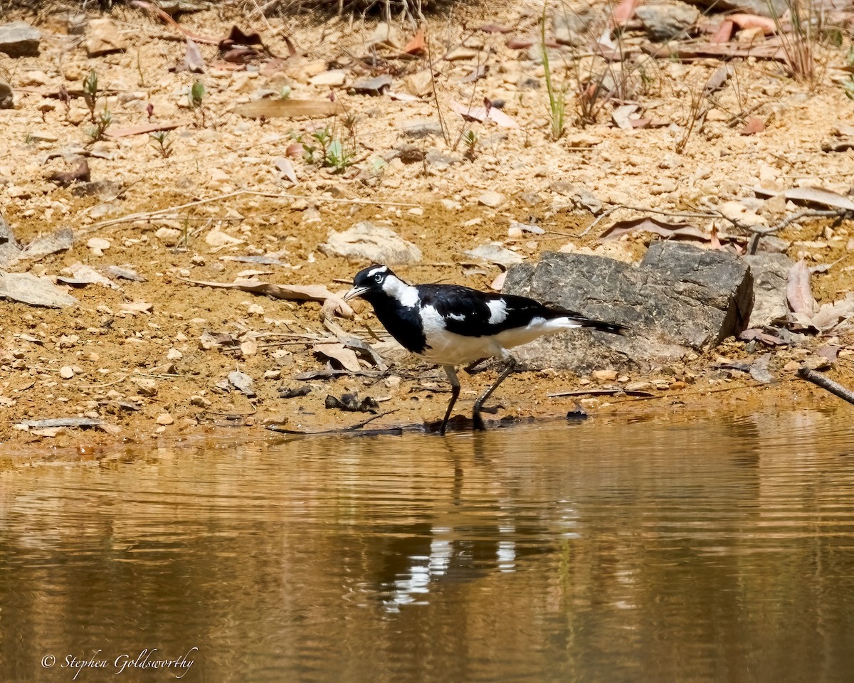 Magpie-lark - ML643587505