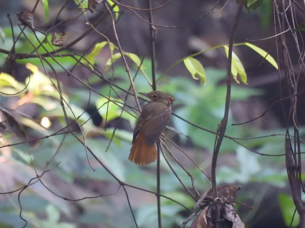 Tropical Royal Flycatcher (Amazonian) - ML643587508