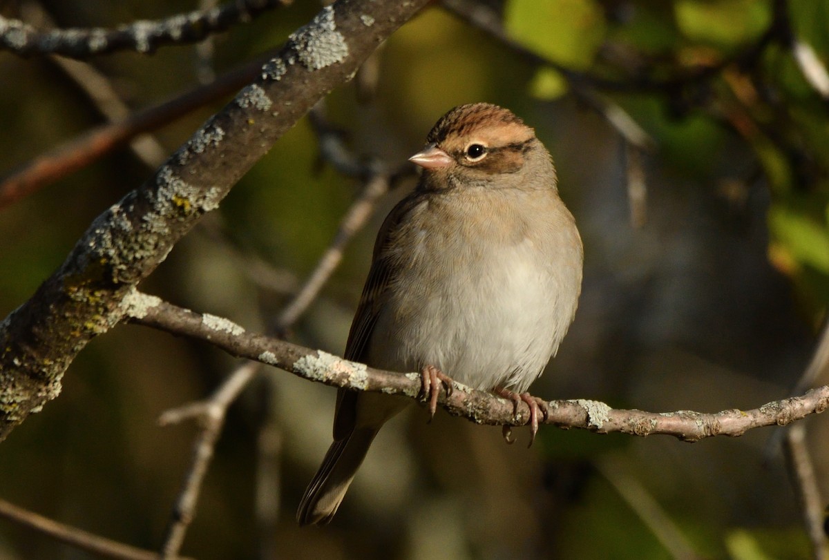 Chipping Sparrow - ML643587515