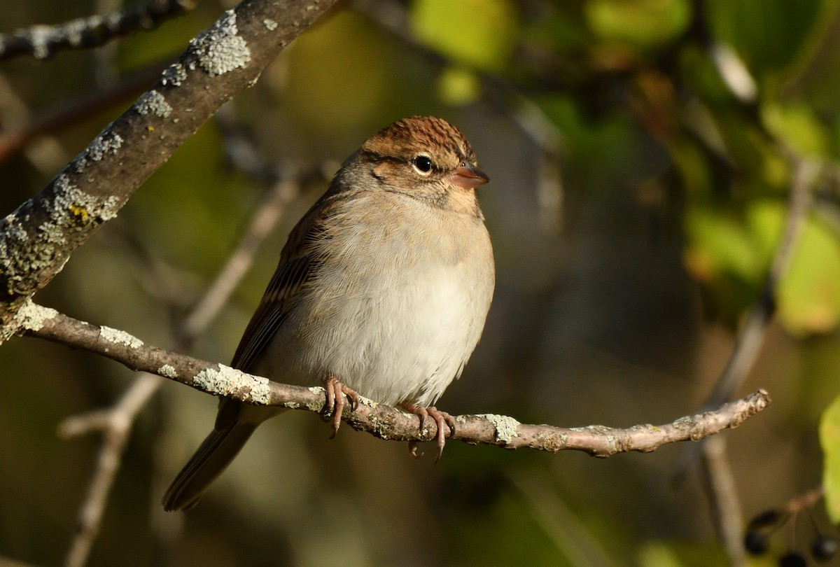 Chipping Sparrow - ML643587516