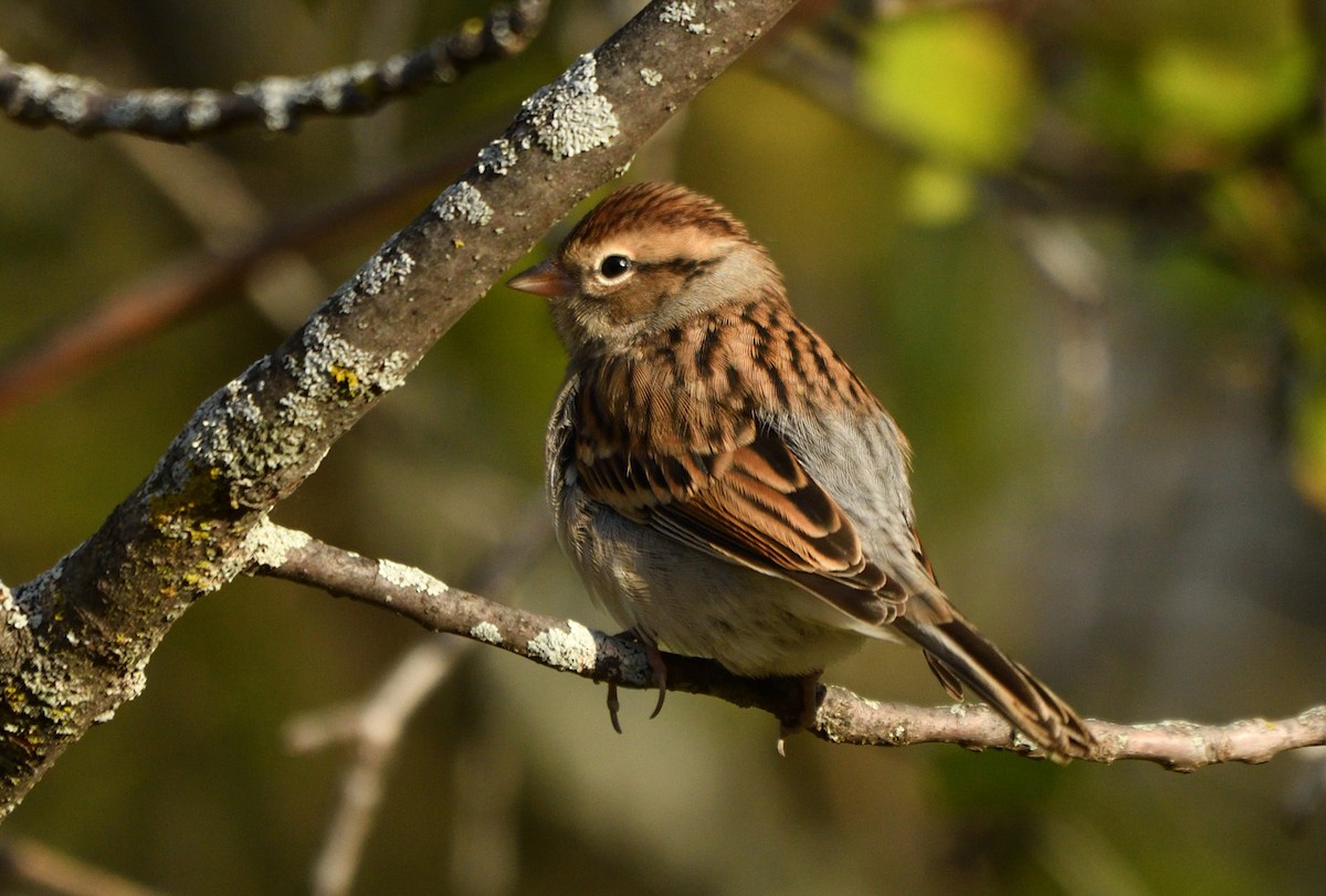 Chipping Sparrow - ML643587517