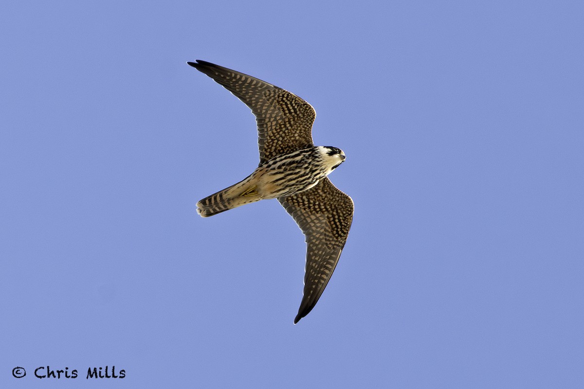 Eleonora's Falcon - ML643587518