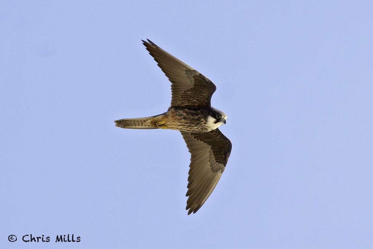 Eleonora's Falcon - ML643587519