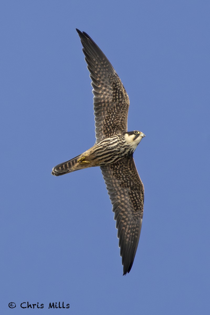 Eleonora's Falcon - ML643587520