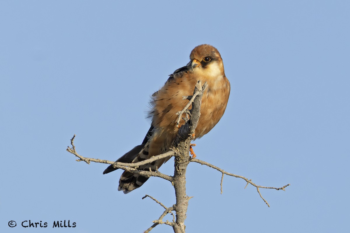 Red-footed Falcon - ML643587523