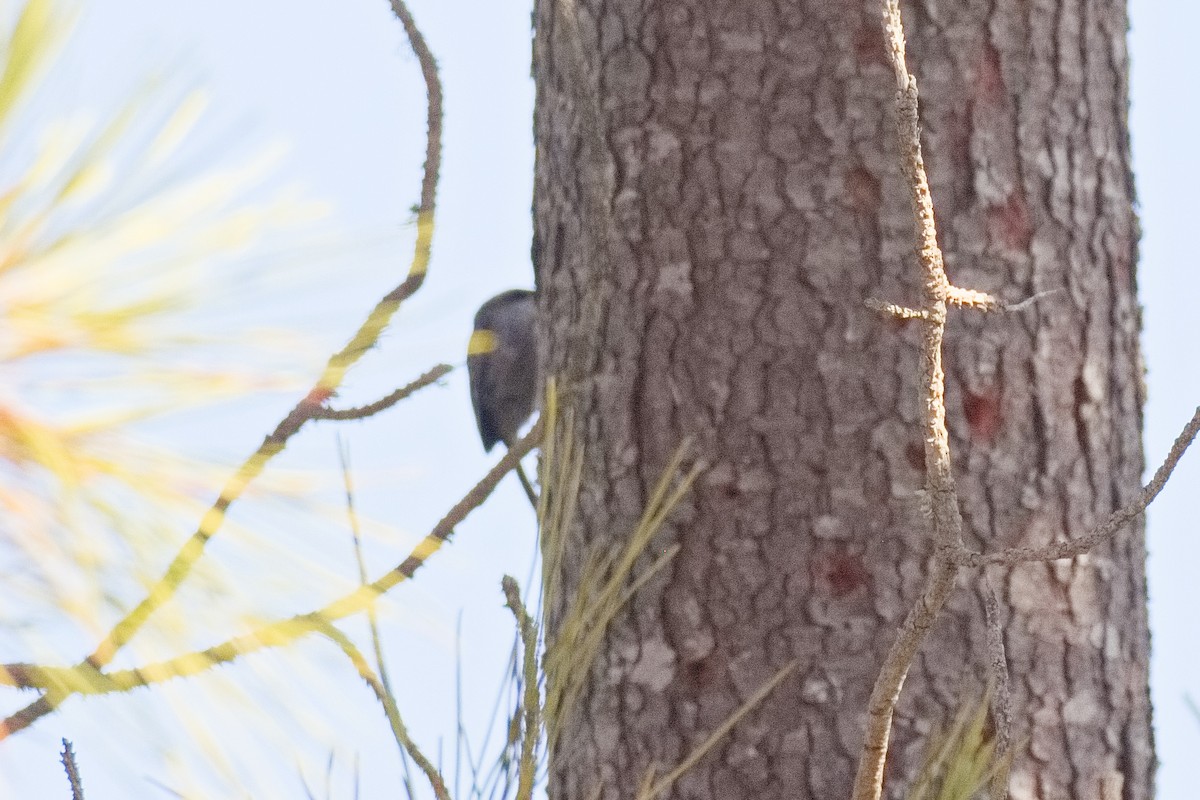 Short-toed Treecreeper - ML643587524