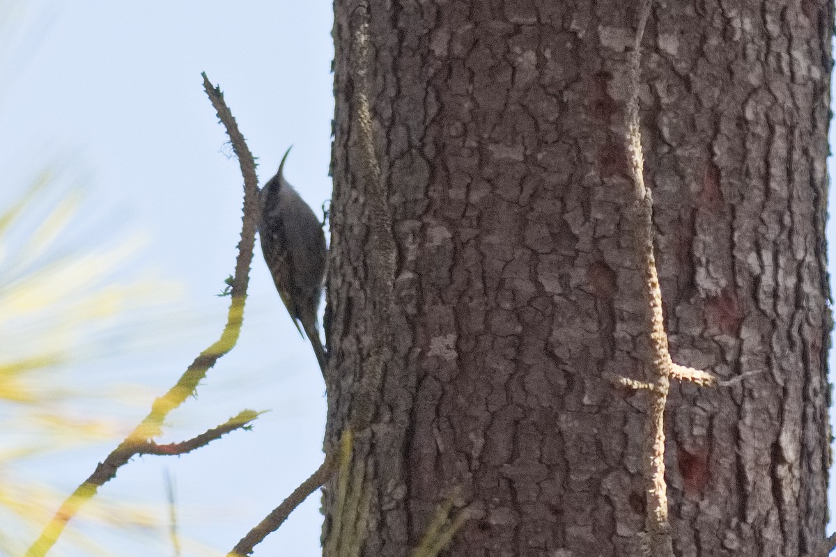 Short-toed Treecreeper - ML643587529