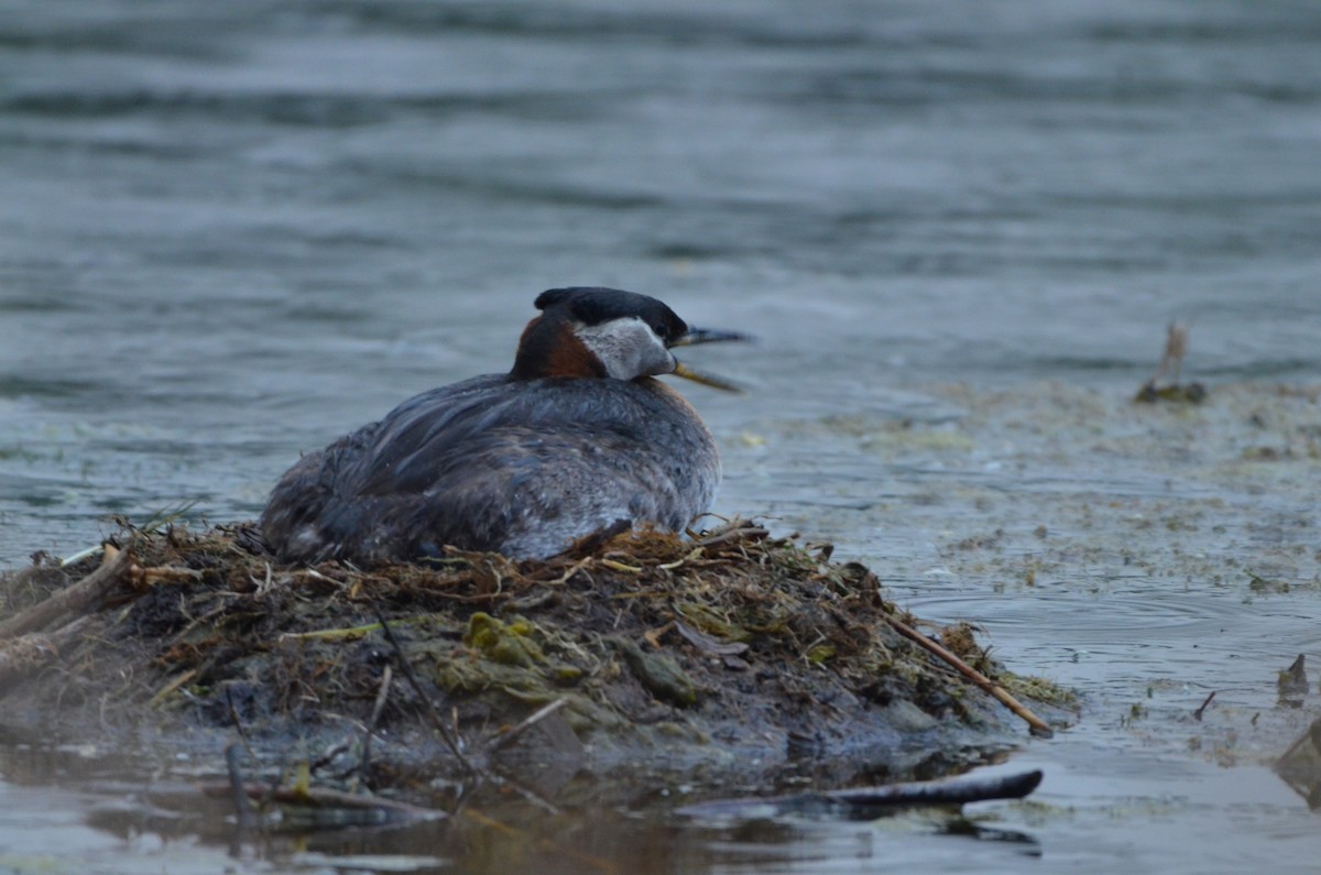 Red-necked Grebe - ML643587537