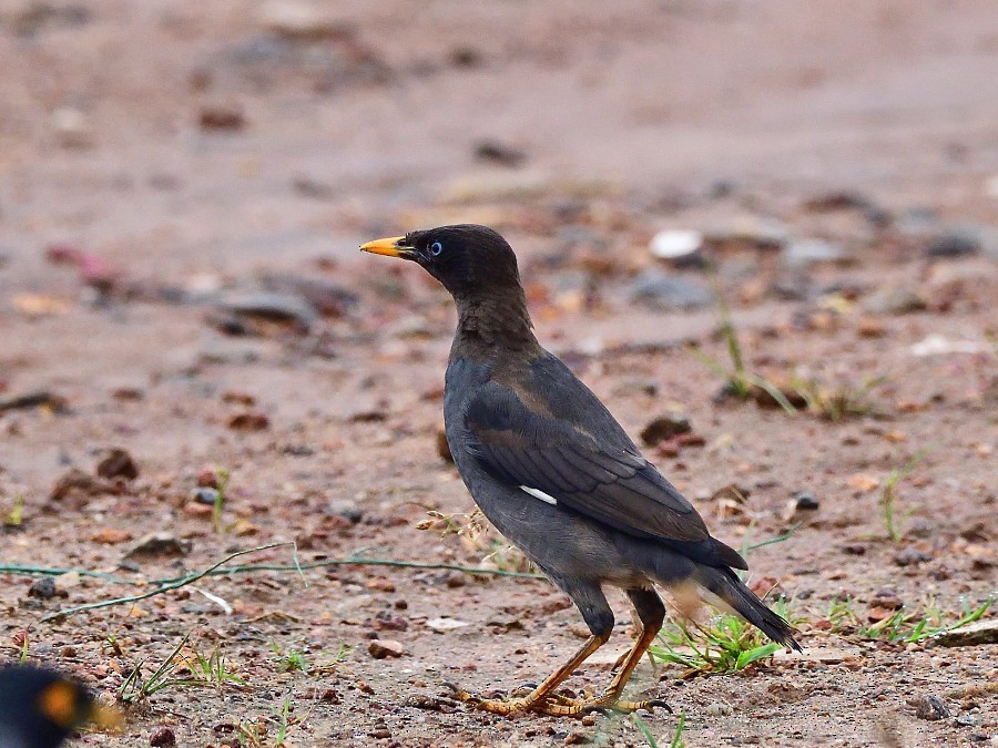 Jungle Myna - ML643587557