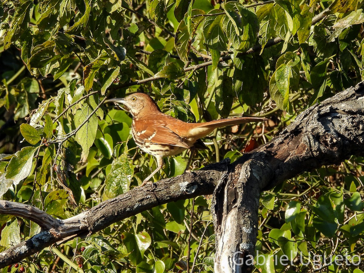 Brown Thrasher - ML643587578