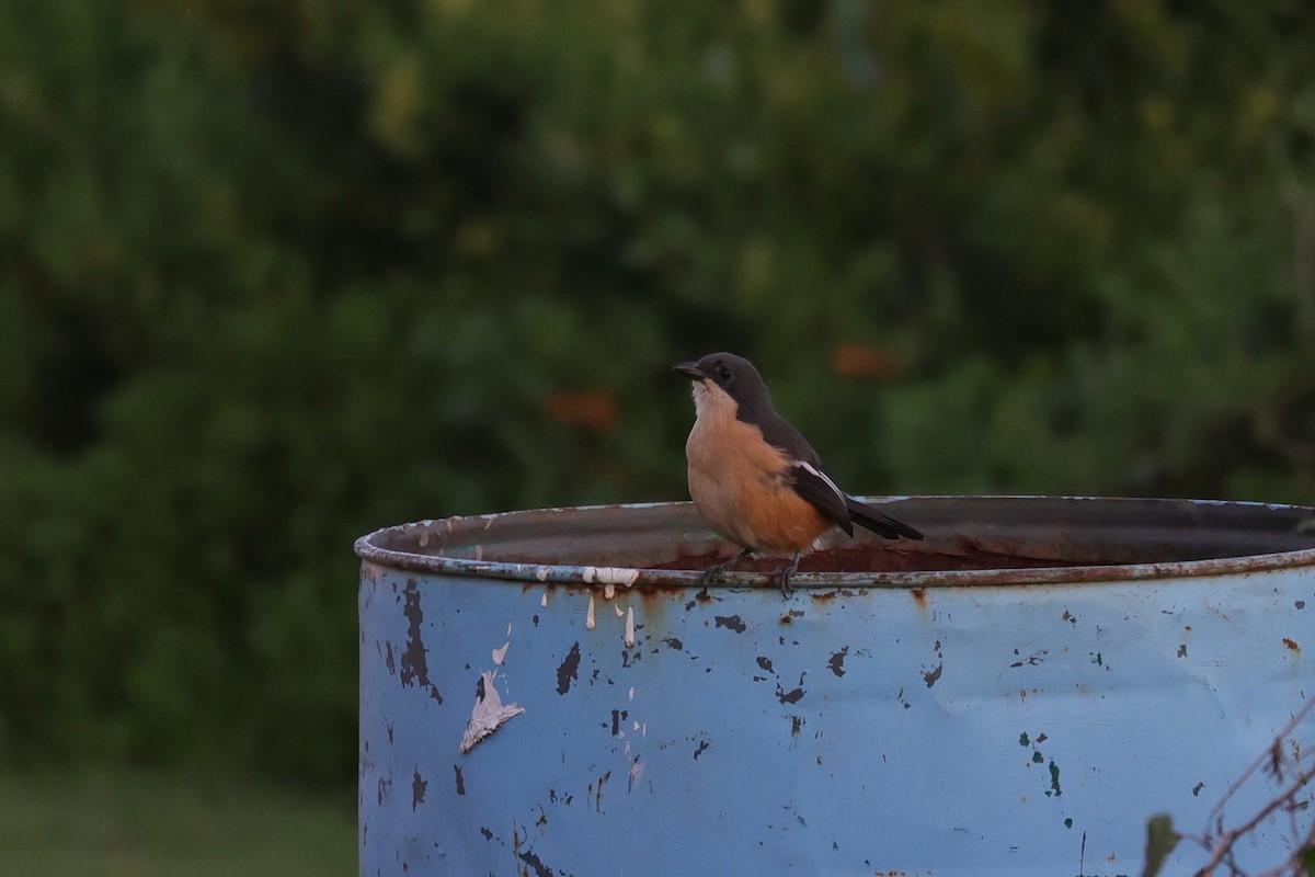 Southern Boubou - ML643587595