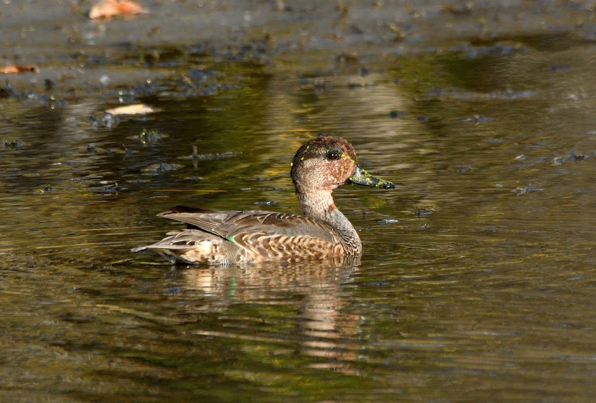 Green-winged Teal - ML643587599