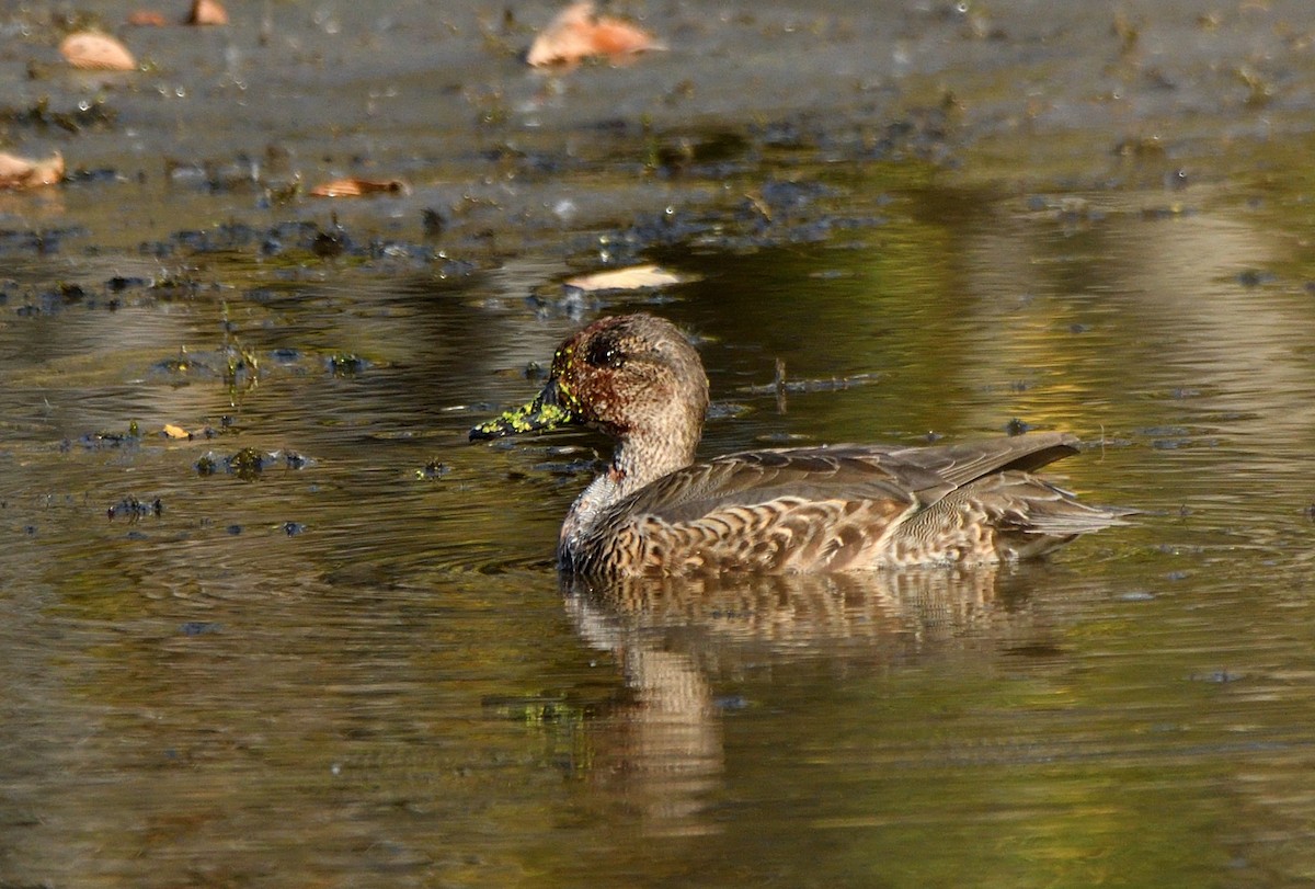 Green-winged Teal - ML643587600