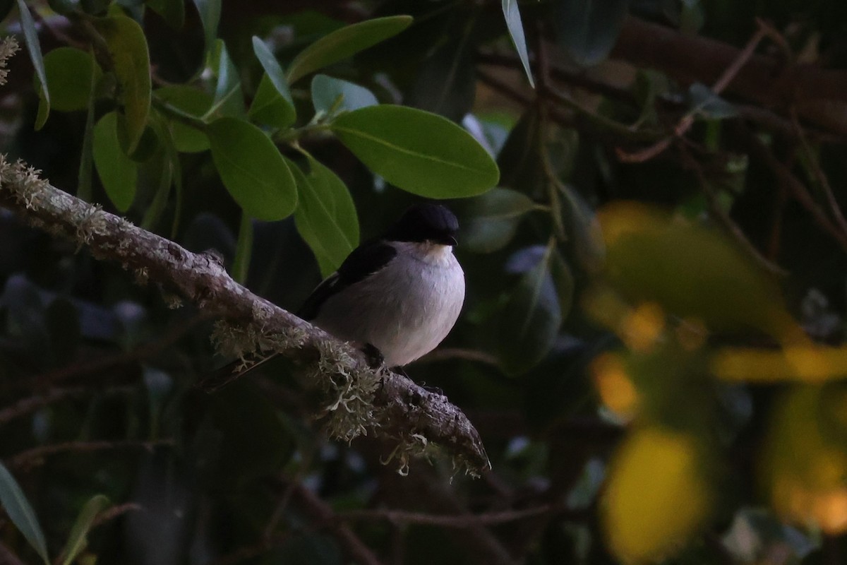 Fiscal Flycatcher - ML643587602