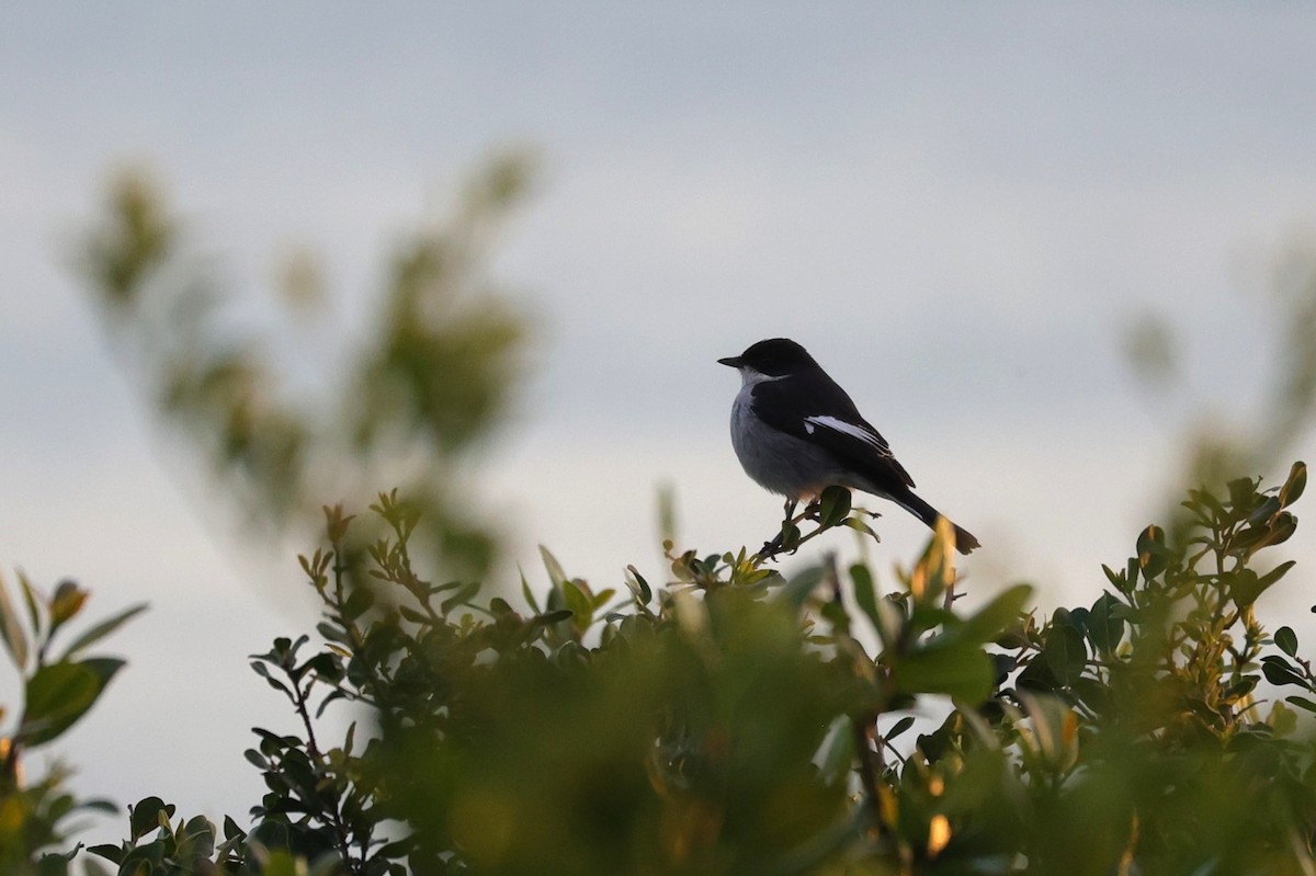 Fiscal Flycatcher - ML643587604